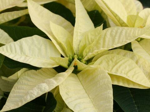 Euphorbia pulcherrima cv. Lemon Snow