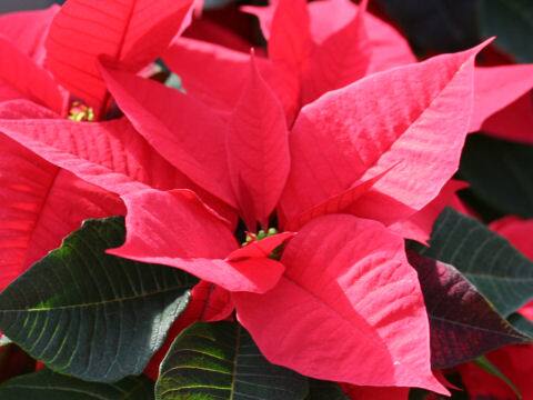 Euphorbia pulcherrima cv. Jester Violet
