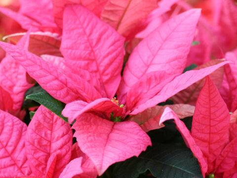 Euphorbia pulcherrima cv. Jester Pink