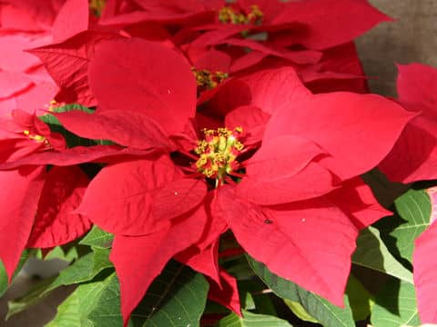 Euphorbia pulcherrima cv. Gutbier V-10 Red