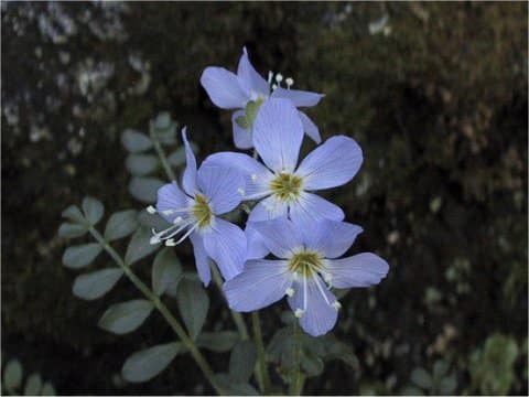 Polemonium boreale