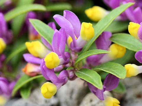 Polygala chamaebuxus var. grandiflora