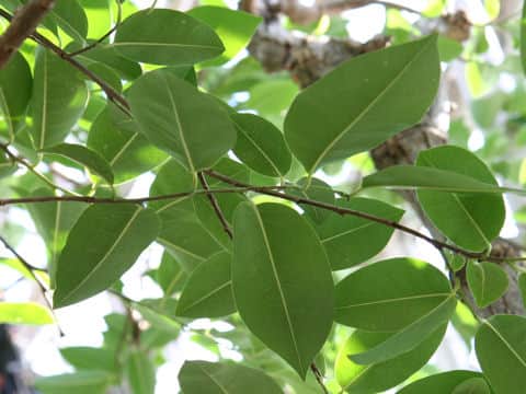 Annona glabra