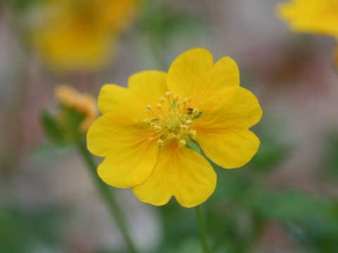 Potentilla crantzii