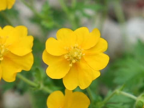 Potentilla crantzii