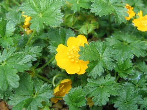 Potentilla crantzii