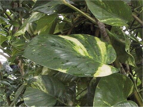 Epipremnum aureum