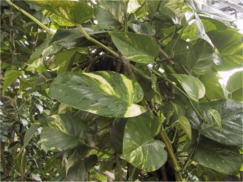 Epipremnum aureum