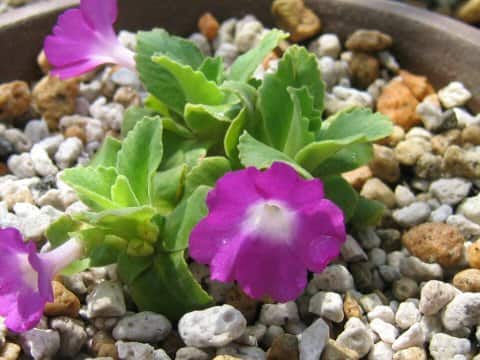 Primula allionii cv. Lismor Treasure
