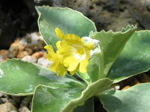 Primula auricula var. bauhinii