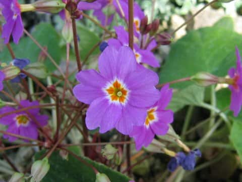 Primula megaseifolia