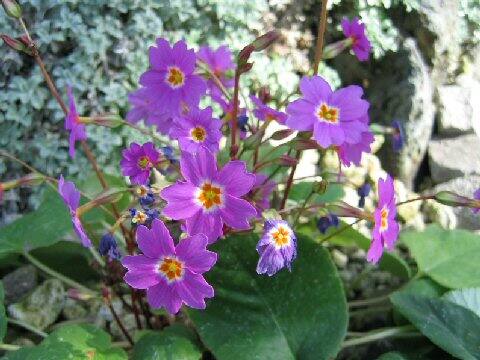 Primula megaseifolia