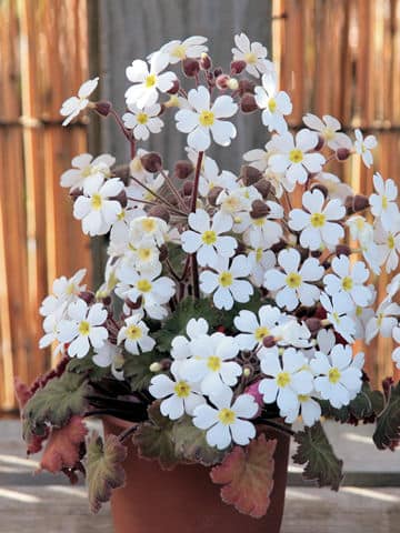 Primula sinensis