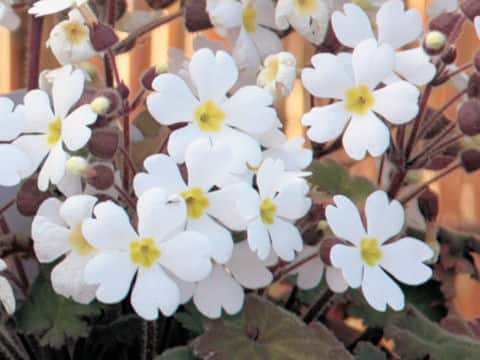 Primula sinensis