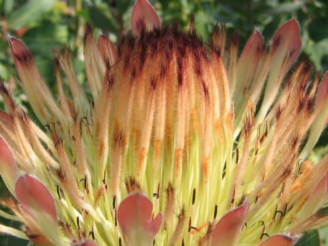Protea eximia