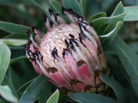 Protea longifolia