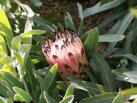 Protea longifolia