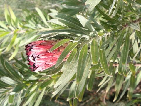 Protea neriifolia
