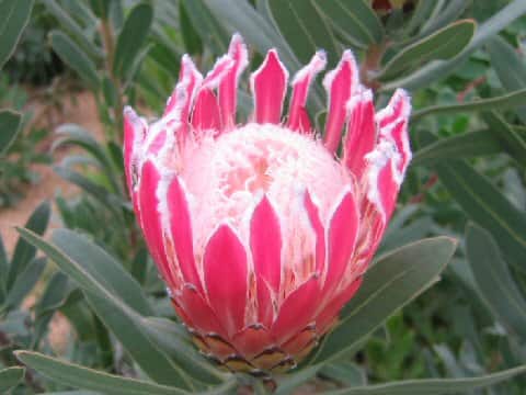 Protea obtusifolia x magnifica