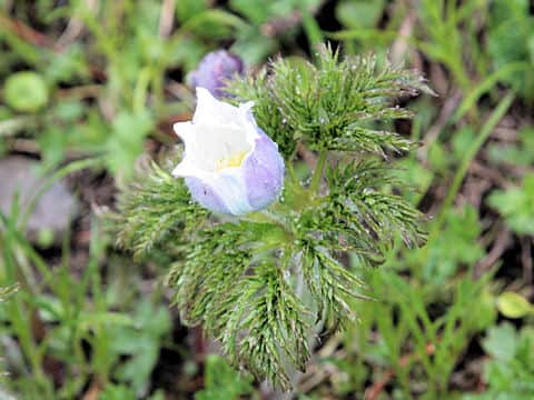 Pulsatilla alpina