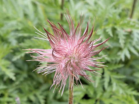 Pulsatilla alpina