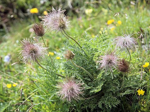 Pulsatilla alpina