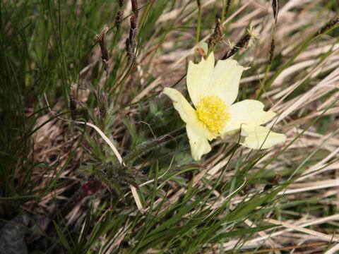 Pulsatilla apiifolia