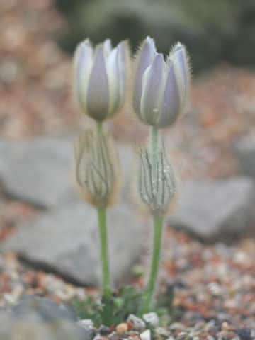 Pulsatilla vernalis