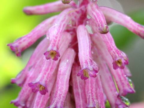 Veltheimia capensis