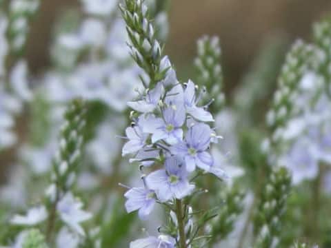 Veronica prostrata