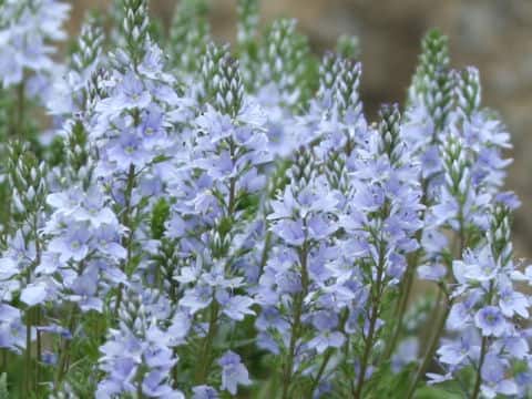 Veronica prostrata