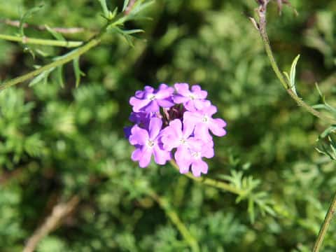 Verbena tenuisecta