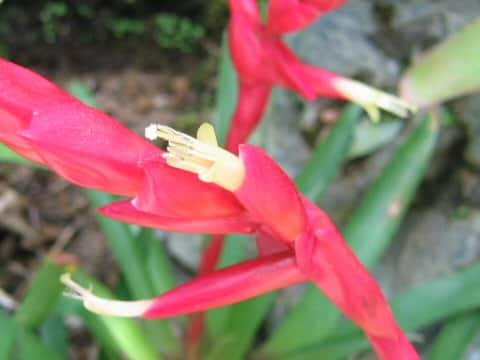 Vriesea corcovadensis
