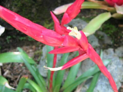 Vriesea corcovadensis