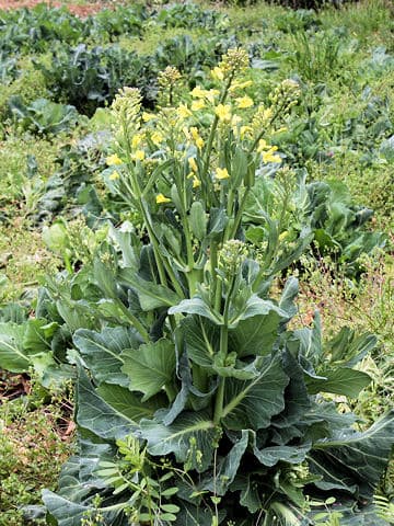 Brassica oleracea var.capitata(タマナ)はどんな植物？ わかり