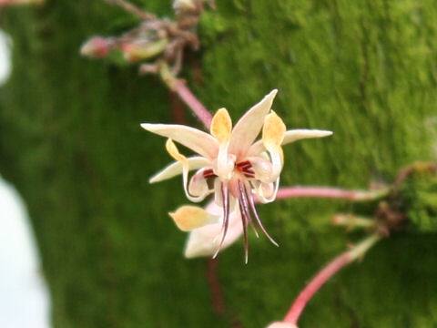 Theobroma cacao