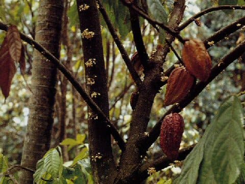 Theobroma cacao