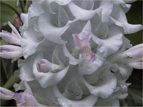 Calathea burle-marxii cv. Ice Blue