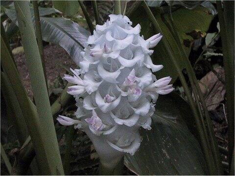 Calathea burle-marxii cv. Ice Blue