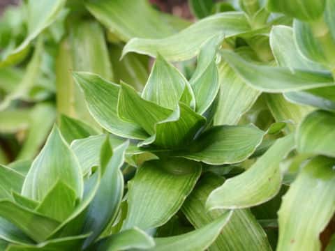 Callisia fragrans cv. Variegata
