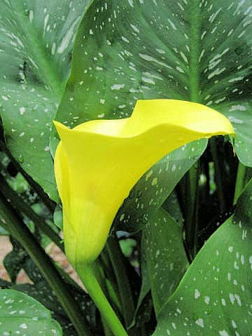 Zantedeschia aethiopica