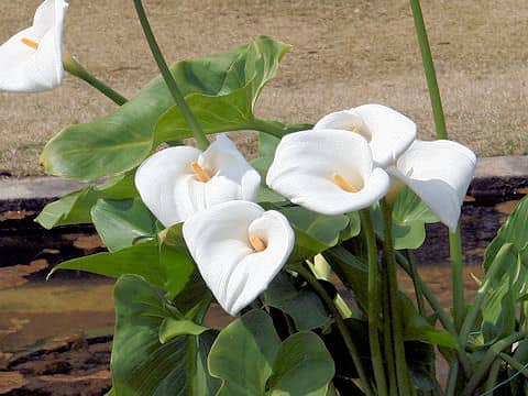 Zantedeschia aethiopica