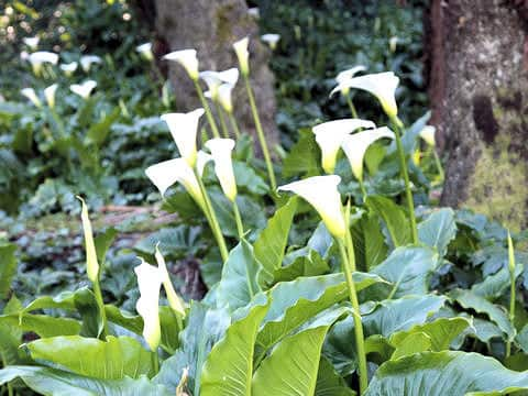 Zantedeschia aethiopica