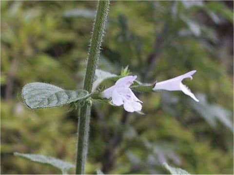 Calamintha nepeta