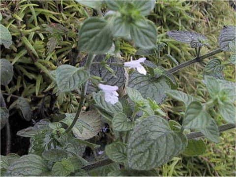 Calamintha nepeta