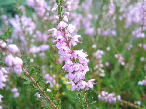 Calluna vulgaris