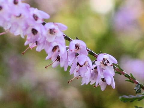 Calluna vulgaris