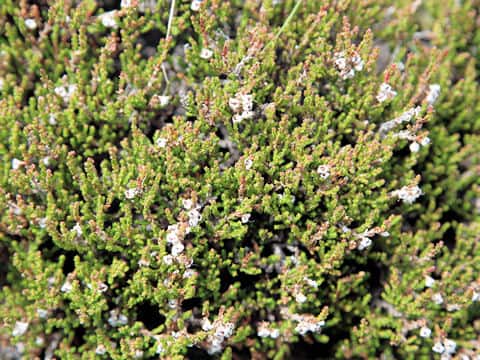 Calluna vulgaris