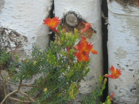 Cantua buxifolia