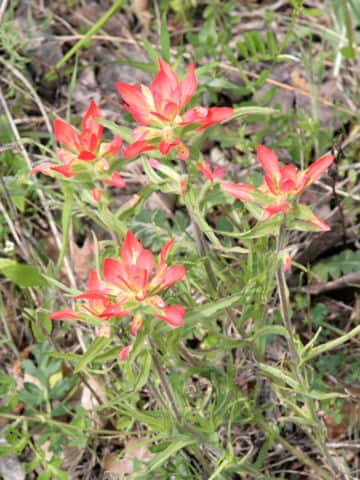 Castilleja indivisa